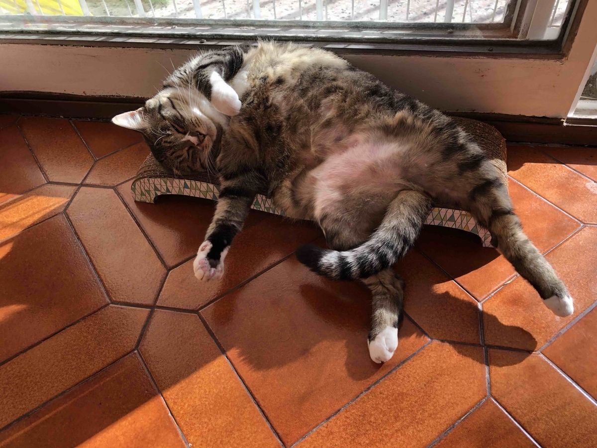 f:id:neko-bungu:20200511054721j:plain f:id:neko-bungu:20200511054721j:plain