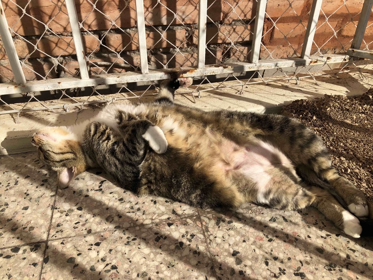 f:id:neko-bungu:20200511054741j:plain f:id:neko-bungu:20200511054741j:plain