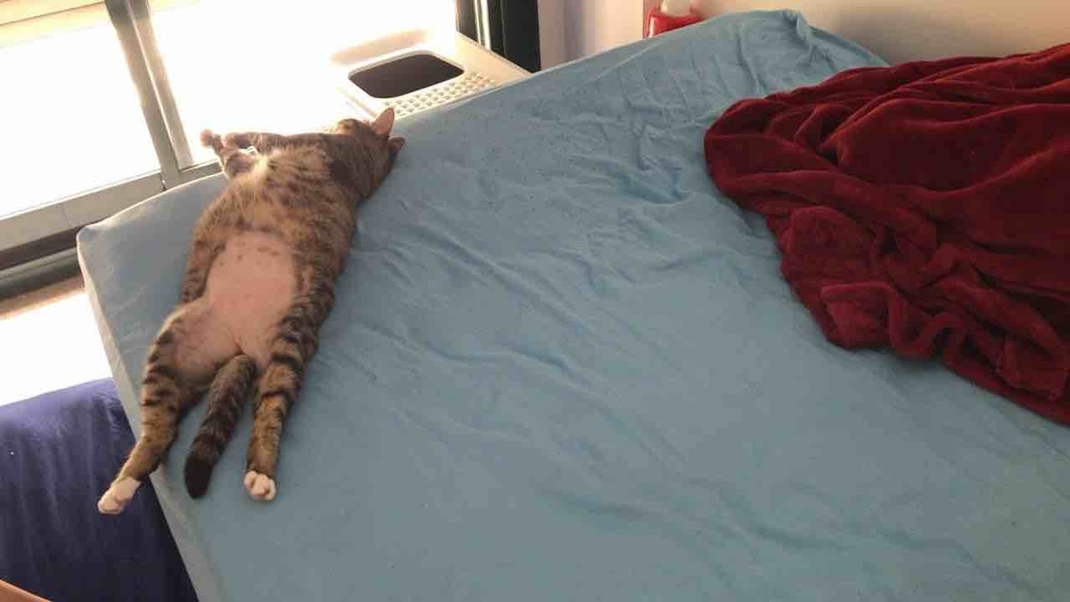 f:id:neko-bungu:20200511093233j:plain