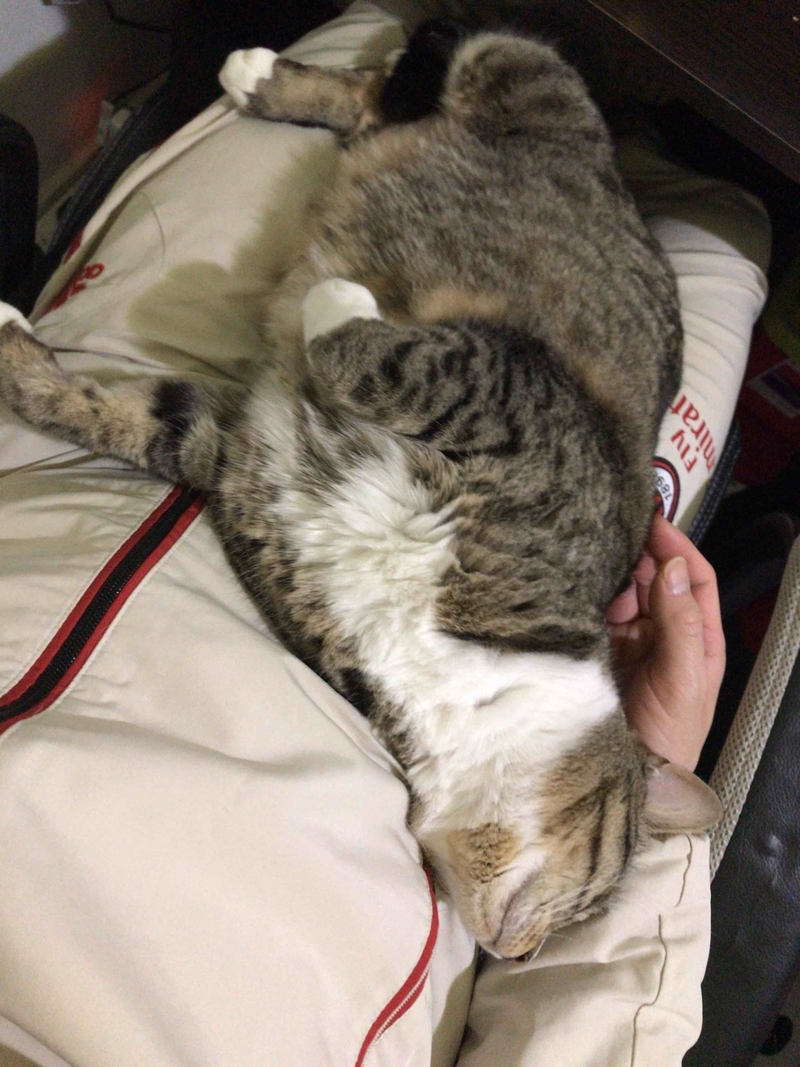 f:id:neko-bungu:20200721214644j:plain