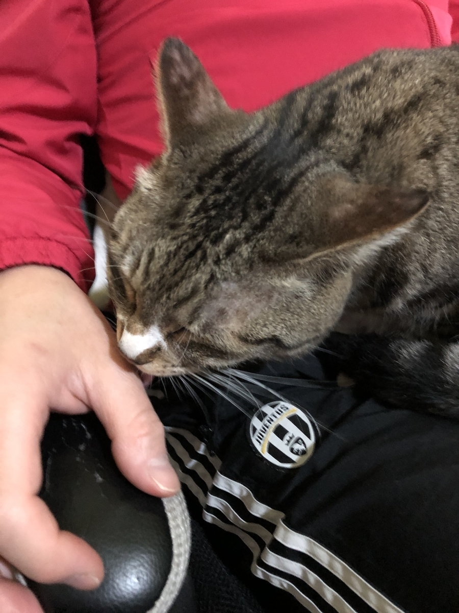 f:id:neko-bungu:20200910101414j:plain