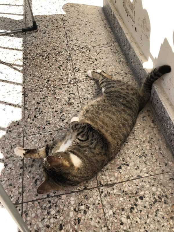 f:id:neko-bungu:20201030223304j:plain f:id:neko-bungu:20201030223304j:plain