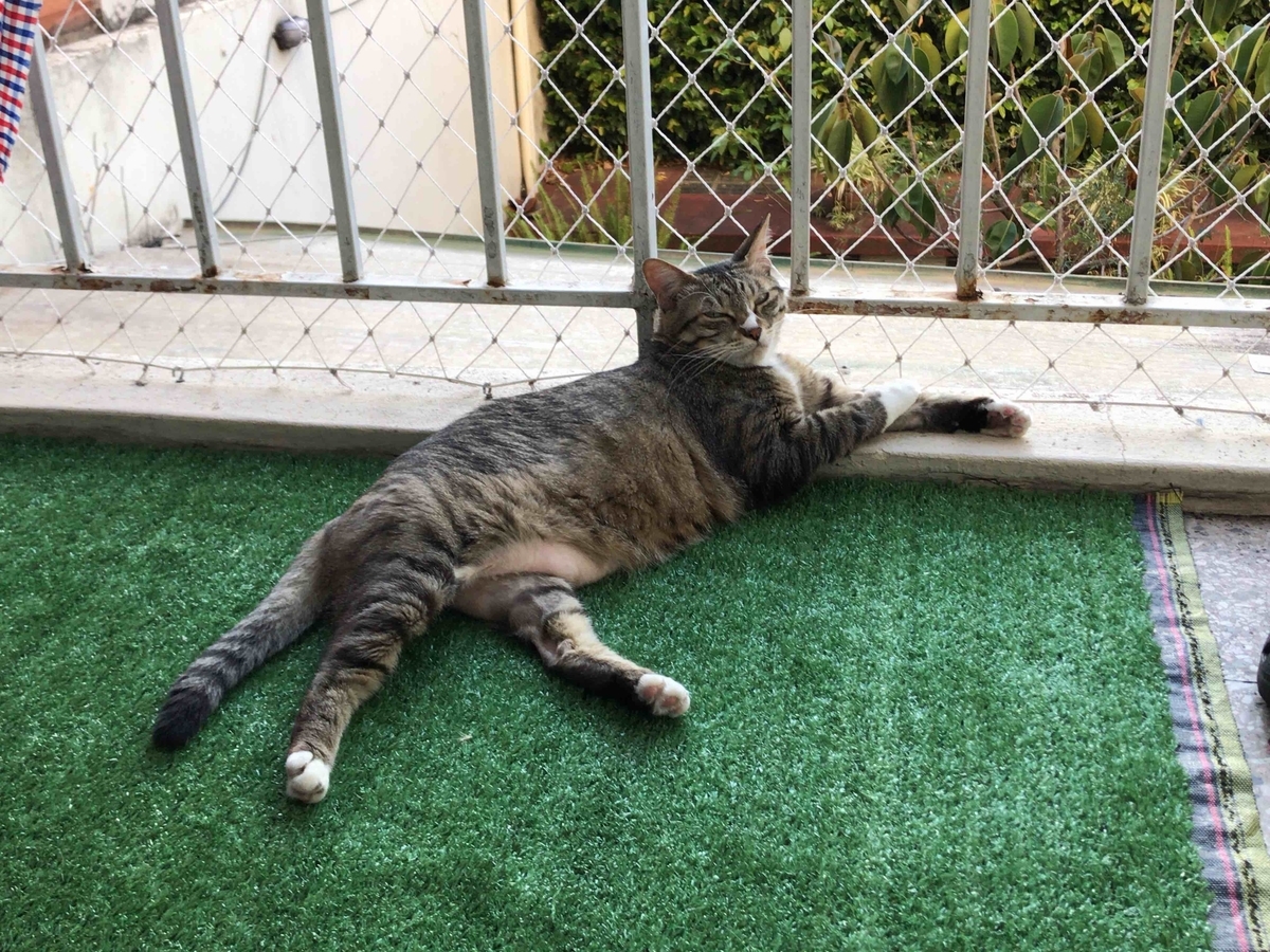 f:id:neko-bungu:20210201011618j:plain