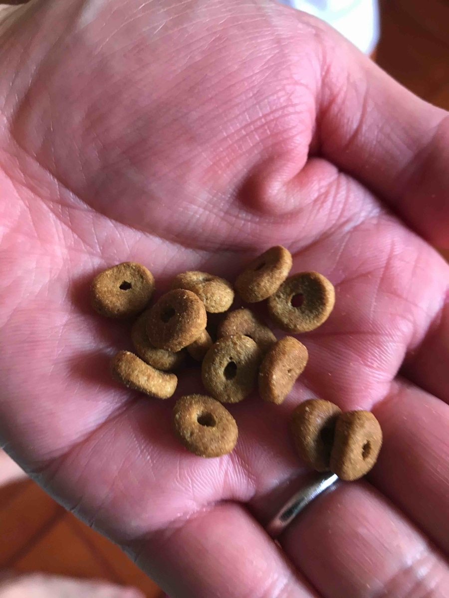 f:id:neko-bungu:20210201013439j:plain