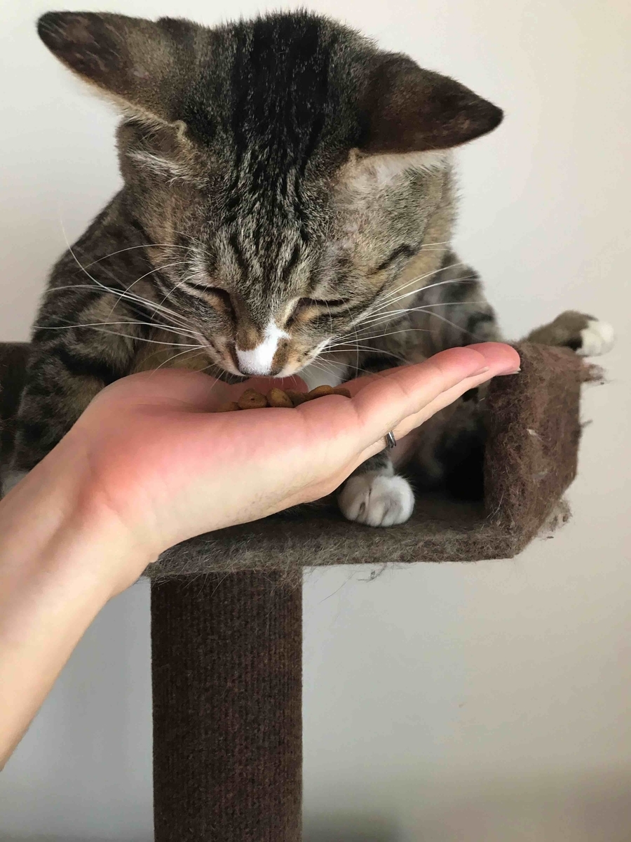 f:id:neko-bungu:20210201013519j:plain