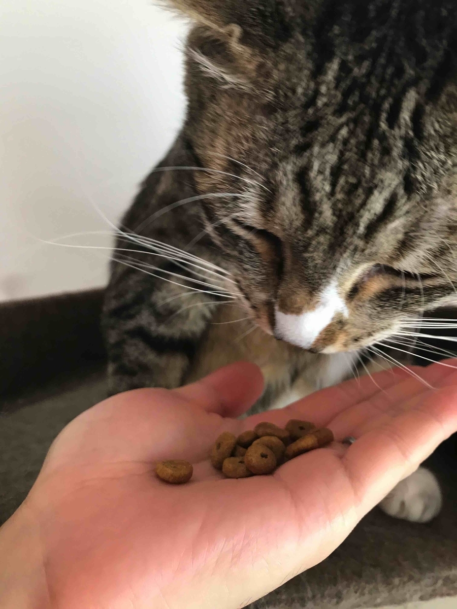 f:id:neko-bungu:20210201013604j:plain