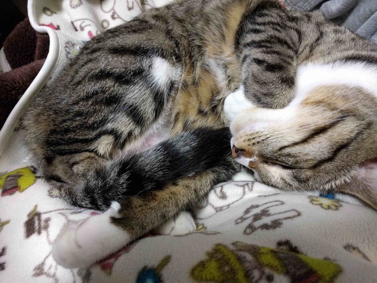 f:id:neko-bungu:20210201023633j:plain