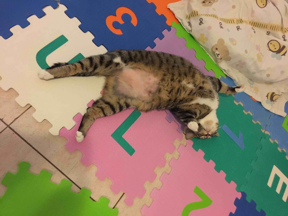 f:id:neko-bungu:20210201023652j:plain