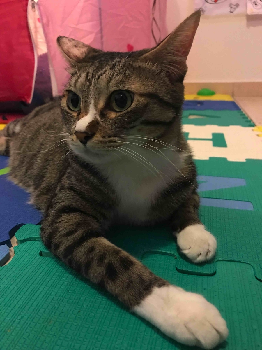 f:id:neko-bungu:20210201023706j:plain