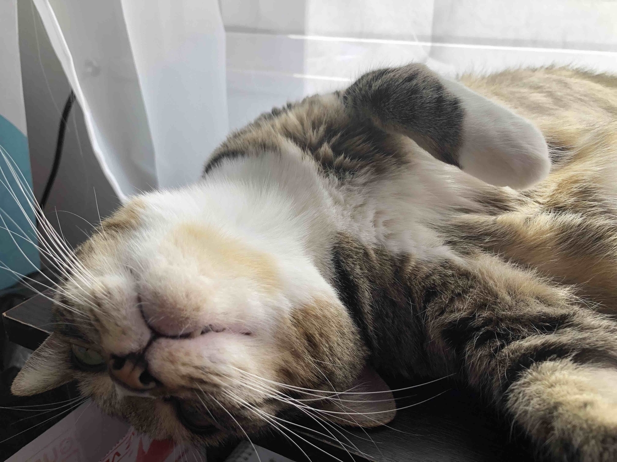 f:id:neko-bungu:20210201023746j:plain