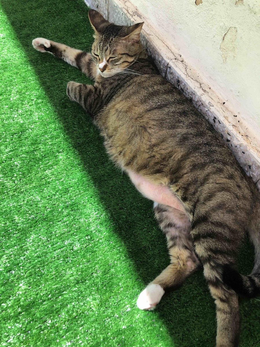 f:id:neko-bungu:20210301204547j:plain