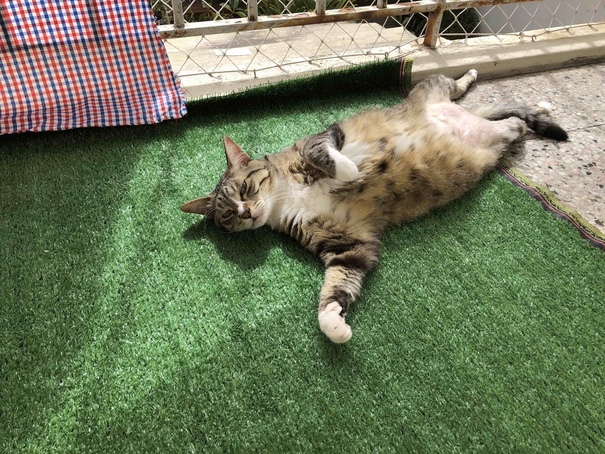 f:id:neko-bungu:20210301204726j:plain