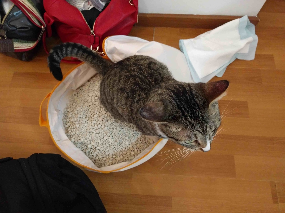 f:id:neko-bungu:20210401131359j:plain