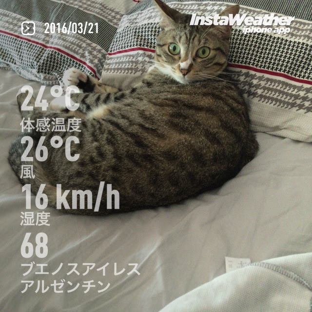 f:id:neko-bungu:20210401131411j:plain