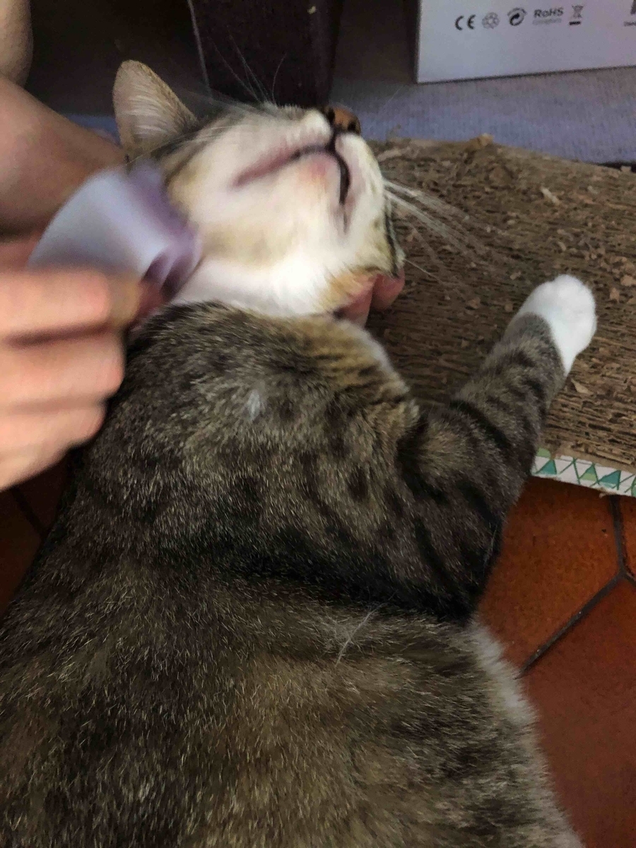 f:id:neko-bungu:20210401131627j:plain