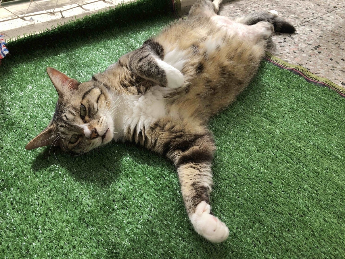 f:id:neko-bungu:20210401131645j:plain