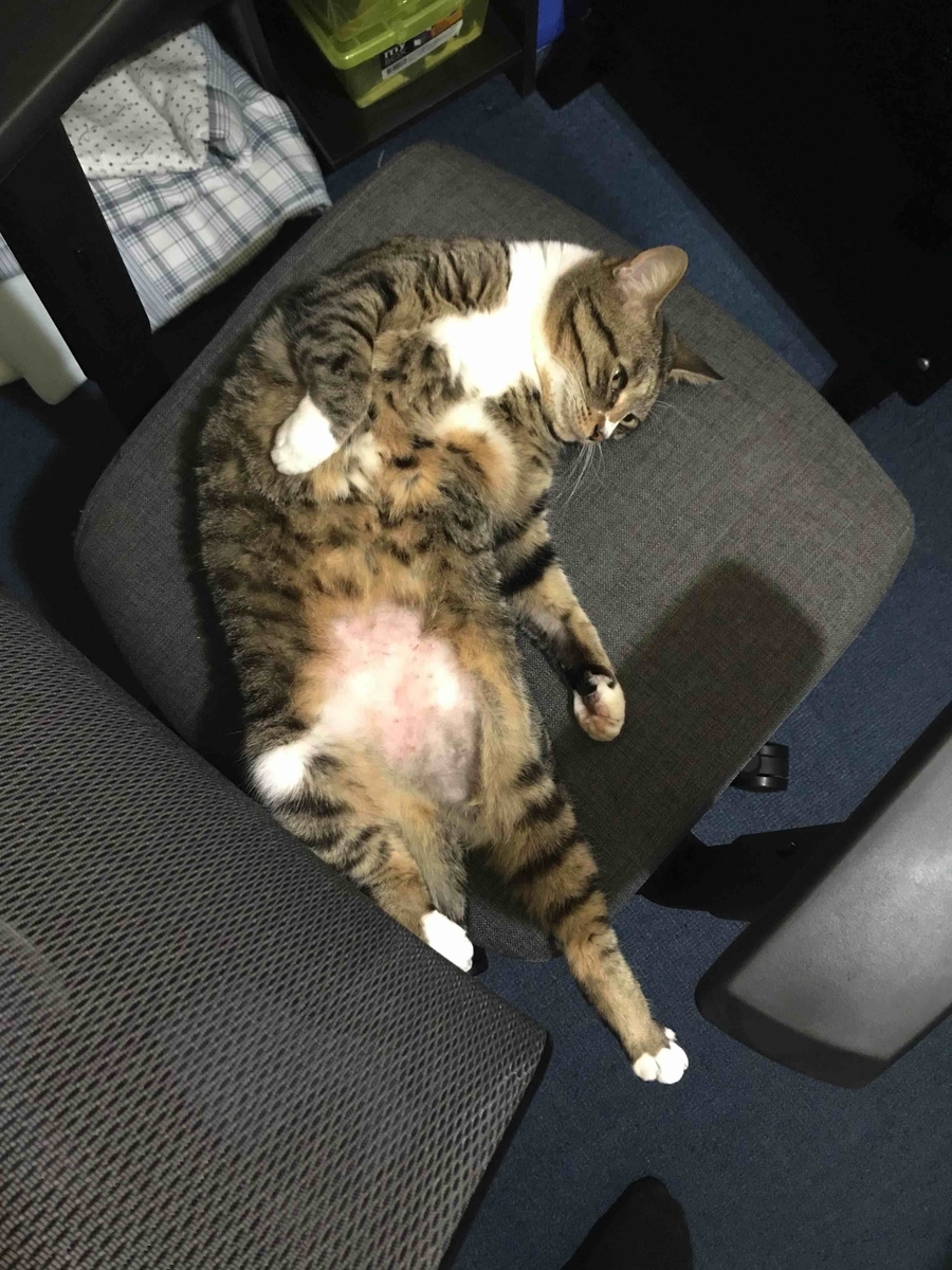 f:id:neko-bungu:20210812040120j:plain