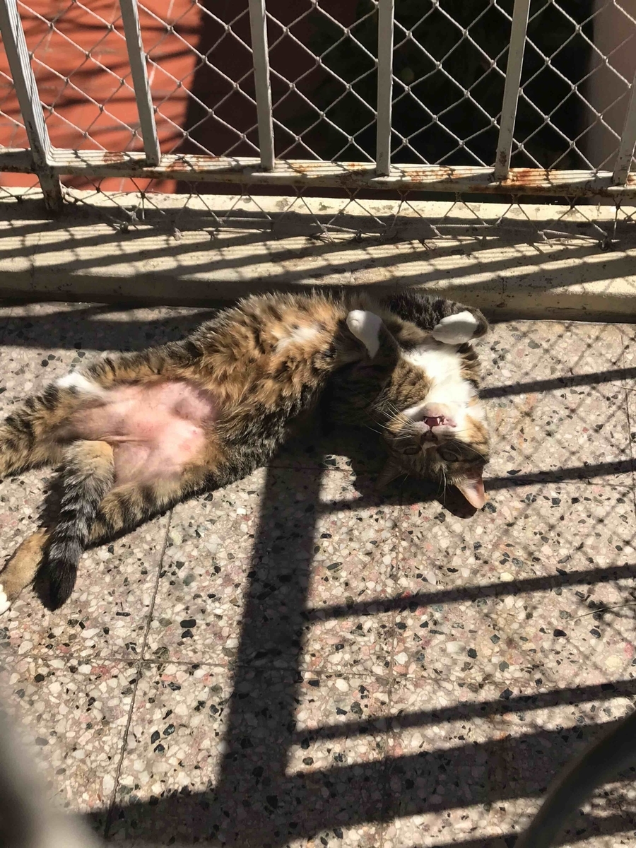 f:id:neko-bungu:20210927020445j:plain