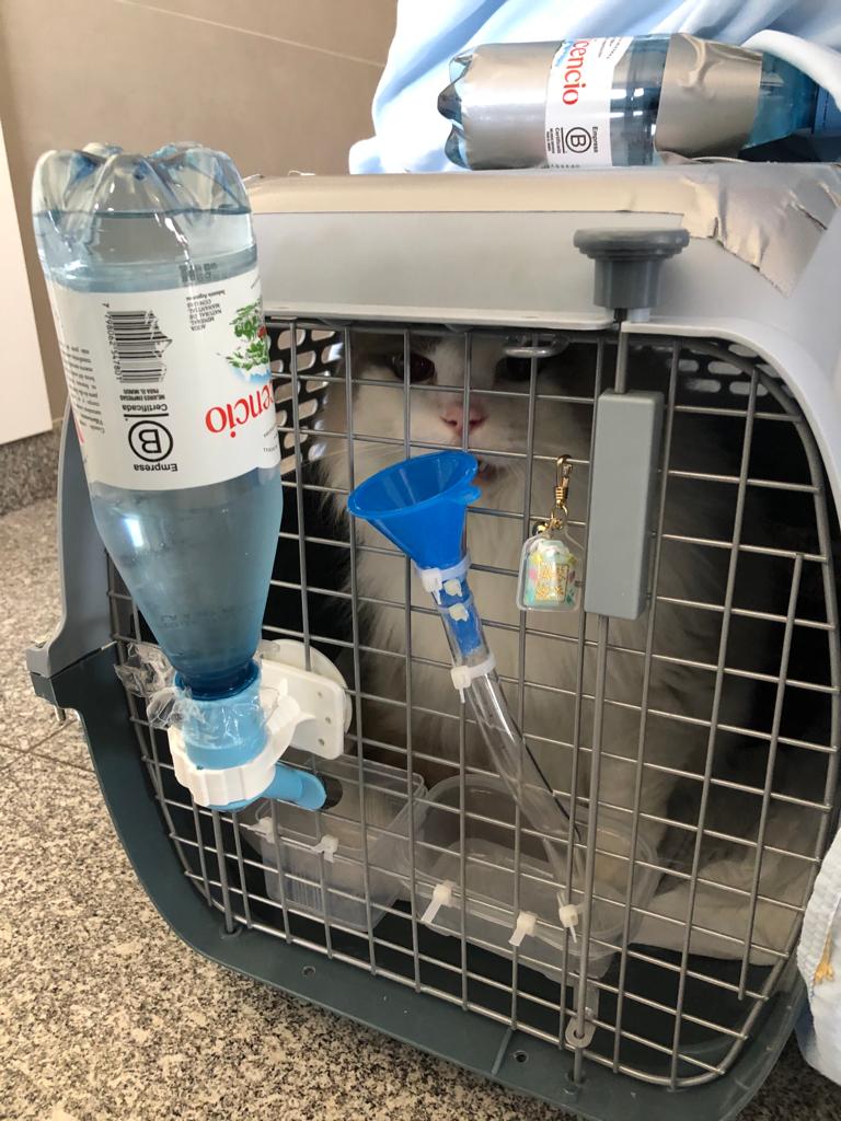 f:id:neko-bungu:20211103224030j:plain