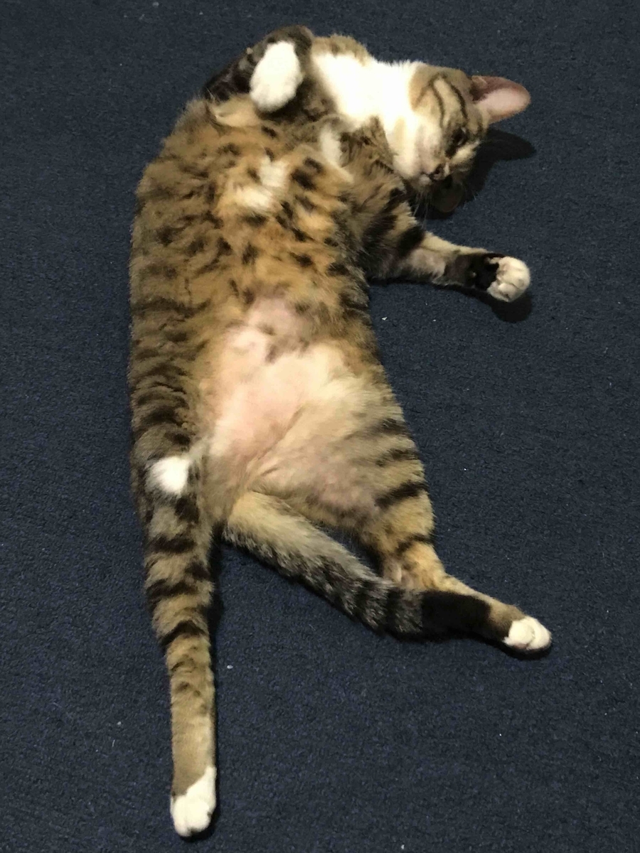 f:id:neko-bungu:20220110231933j:plain