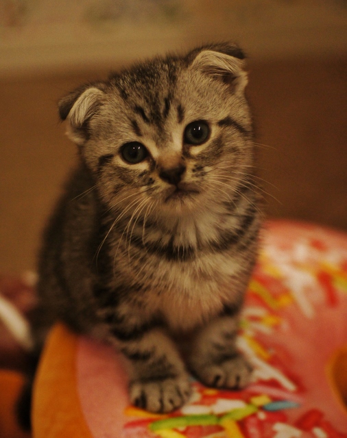 f:id:neko-cafe:20161223190117j:plain f:id:neko-cafe:20161223190117j:plain