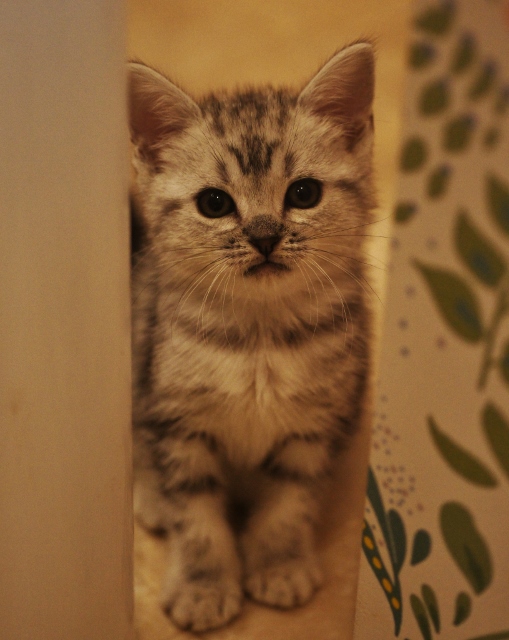 f:id:neko-cafe:20161223190141j:plain f:id:neko-cafe:20161223190141j:plain