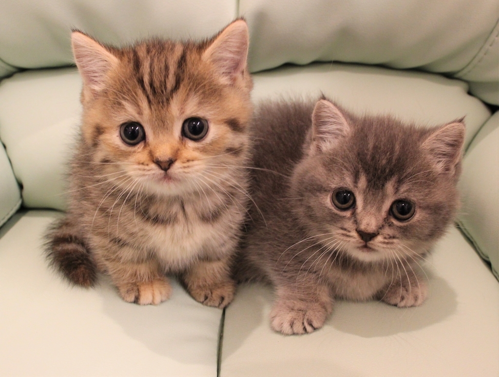 子猫ちゃんのお値段が決まりました 彡 猫専門ブリーダー ネコカフェ Koneconeko 詳しい内容は Http Www Nekosenmonten Com