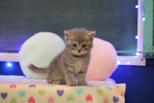 可愛いスコティッシュフォールドちゃん 特別プライス 猫専門ブリーダー ネコカフェ Koneconeko 詳しい内容は Http Www Nekosenmonten Com