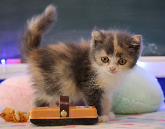 パステルカラーの三毛柄のセルカークレックスちゃん！！ - 猫専門