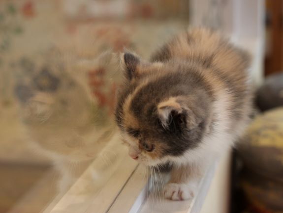 パステルカラーの三毛柄のセルカークレックスちゃん！！ - 猫専門