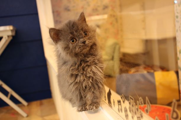 プードルさんみたいなもこもこ感♡セルカークレックスの仔猫ちゃん(*´ω