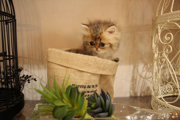 ぶちゃかわいい ペルシャの仔猫ちゃん W 猫専門ブリーダー ネコカフェ Koneconeko 詳しい内容は Http Www Nekosenmonten Com