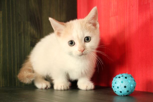 短いおててで走る姿は必見 マンチカンの赤ちゃん 猫専門ブリーダー ネコカフェ Koneconeko 詳しい内容は Http Www Nekosenmonten Com 短いおててで走る姿は必見 マンチカンの赤ちゃん 猫専門ブリーダー ネコカフェ Koneconeko 詳しい内容は Http Www Nekosenmonten Com