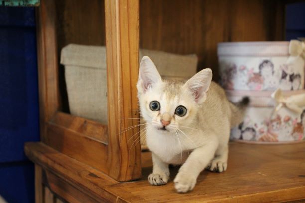 抱きついてくる シンガプーラの仔猫ちゃん ｏ 猫専門ブリーダー ネコカフェ Koneconeko 詳しい内容は Http Www Nekosenmonten Com