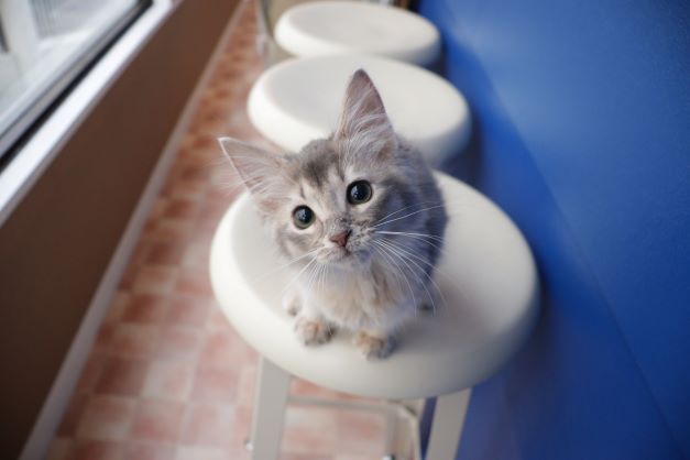 かわいい性格の美人さん♡ソマリの仔猫ちゃん♬ - 猫専門