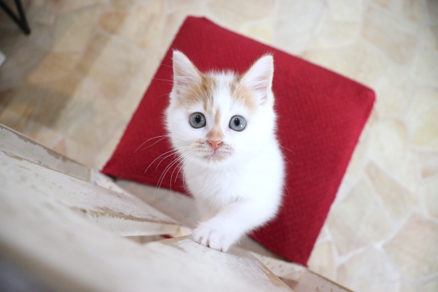 さらにかわいくなってきました！！ミヌエットの仔猫ちゃん