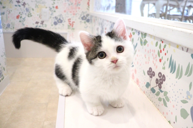 あまえんぼすぎるハチワレちゃん♡マンチカンの仔猫ちゃん(o^^o) - 猫