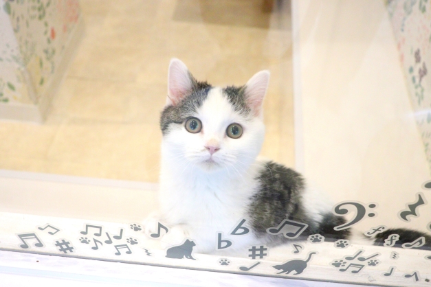 短いおててでかわいく遊ぶ♬マンチカンの仔猫ちゃん(｡・ω・｡) - 猫専門