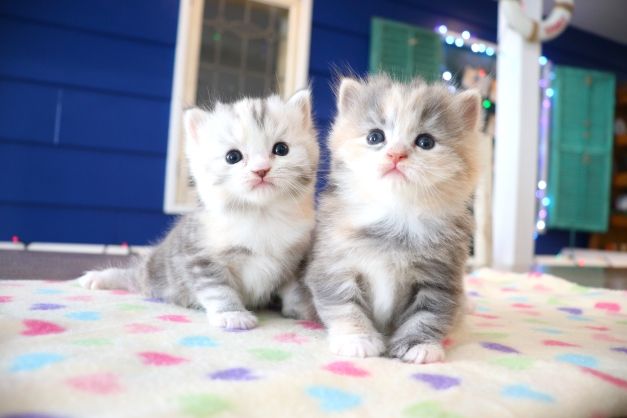 よちよち歩きがたまらない♡マンチカンの赤ちゃん(^○^) - 猫