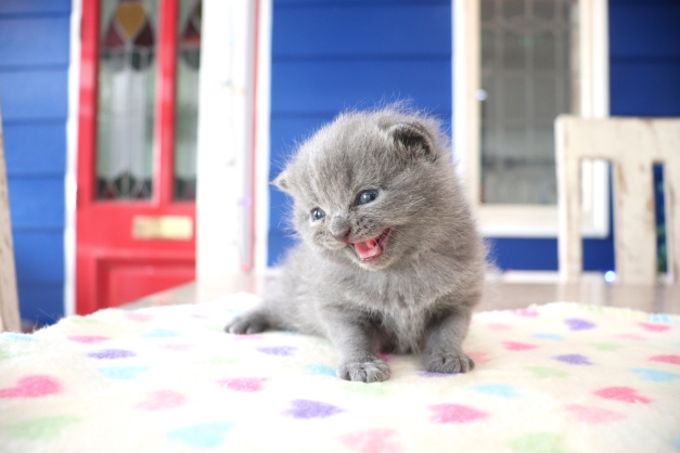 Due” “Grosso 【猫ちゃんさん専用】　　モトコルセ　チタンフルエキ　