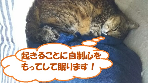 f:id:neko-hai:20190724194401j:plain f:id:neko-hai:20190724194401j:plain