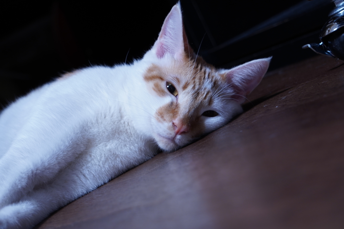 猫 とげとげを食いちぎる 猫の奴隷 なつめ様との暮らし
