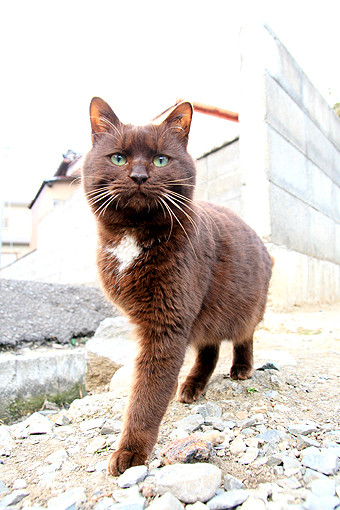 むなげちゃん ねこにっき