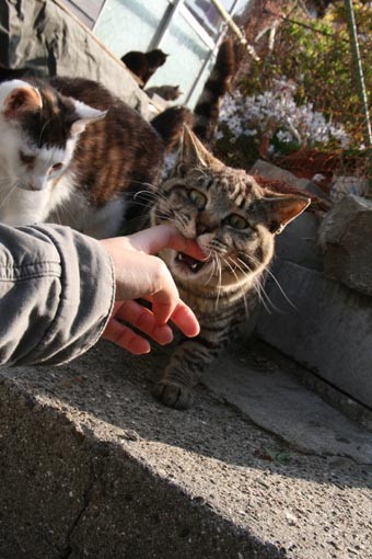f:id:neko-nikki:20110609012605j:image