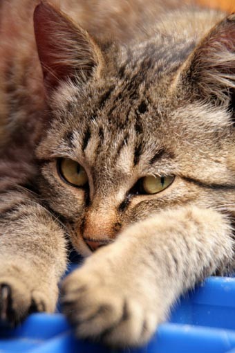 f:id:neko-nikki:20110612075556j:image