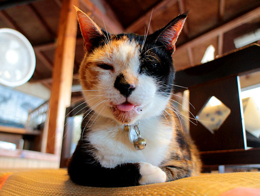江ノ島こなつ ねこにっき 江ノ島こなつ ねこにっき