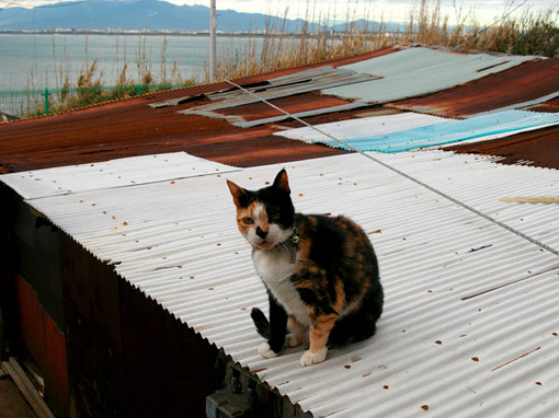江ノ島こなつ ねこにっき 江ノ島こなつ ねこにっき