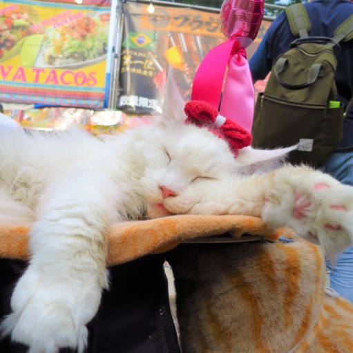 f:id:neko-nikki:20180710214510j:image f:id:neko-nikki:20180710214510j:image
