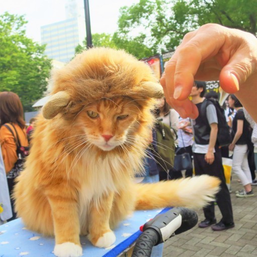 f:id:neko-nikki:20180710214546j:image f:id:neko-nikki:20180710214546j:image