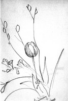 f:id:neko-no-shippo:20060504003457j:image
